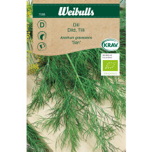 Dild 'Sari' økologisk